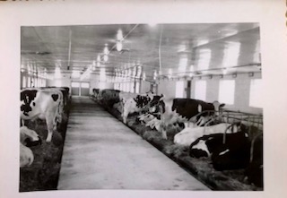 The Green Haven Correctional Facility Dairy Barn c.1956